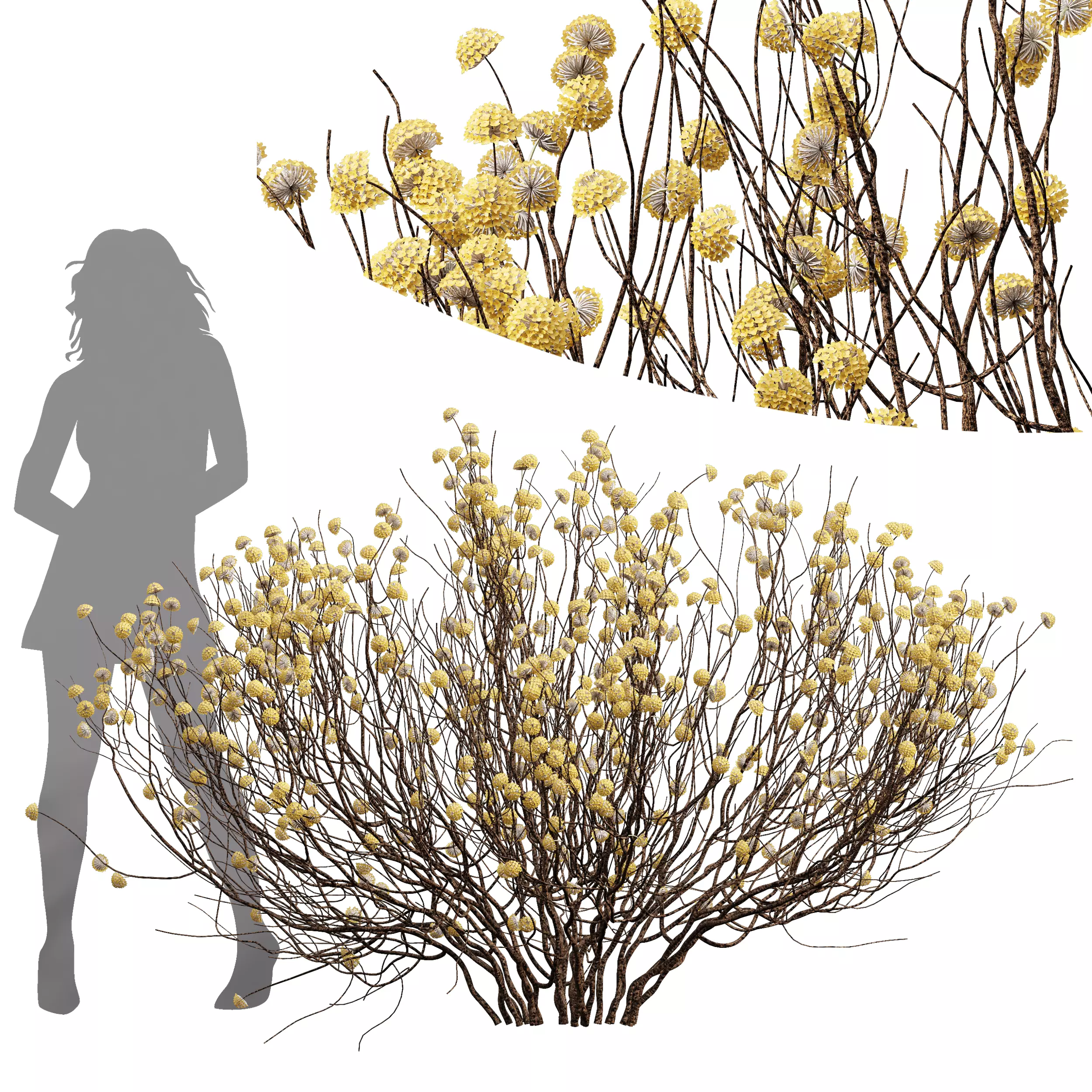 New Plant Highdetail Edgeworthia Chrysantha Paperbush Bush 3D model_0