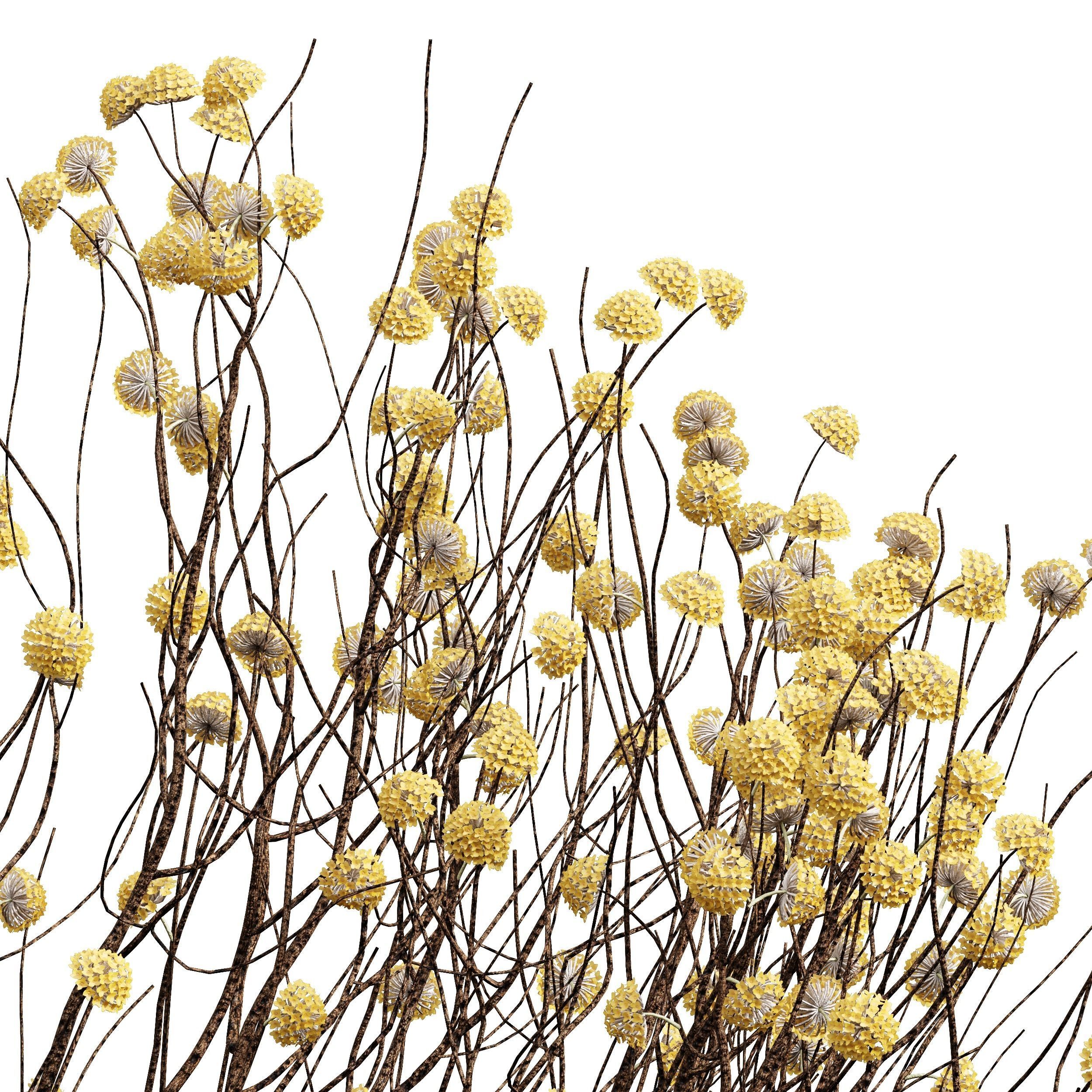 New Plant Highdetail Edgeworthia Chrysantha Paperbush Bush 3D model_1