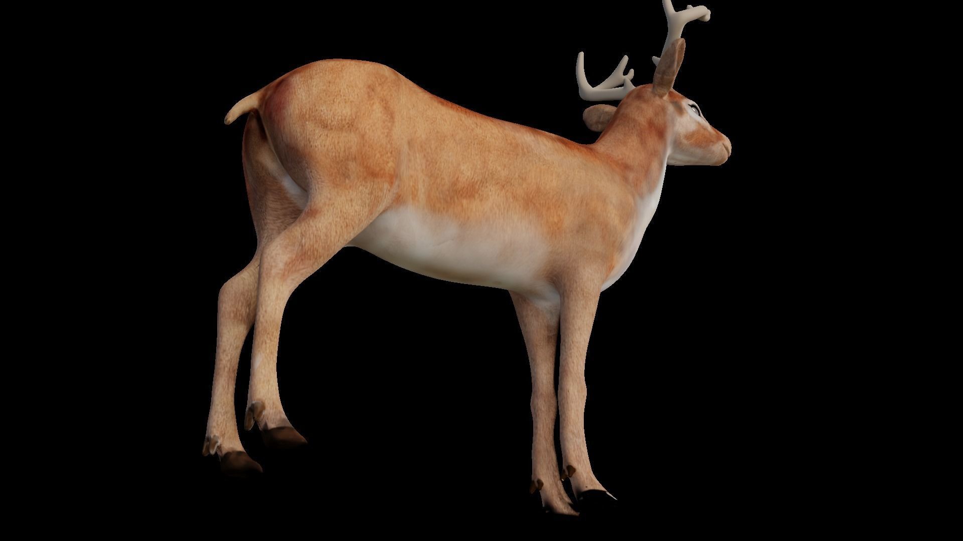 INDIAN DEER Low-poly 3D model_6