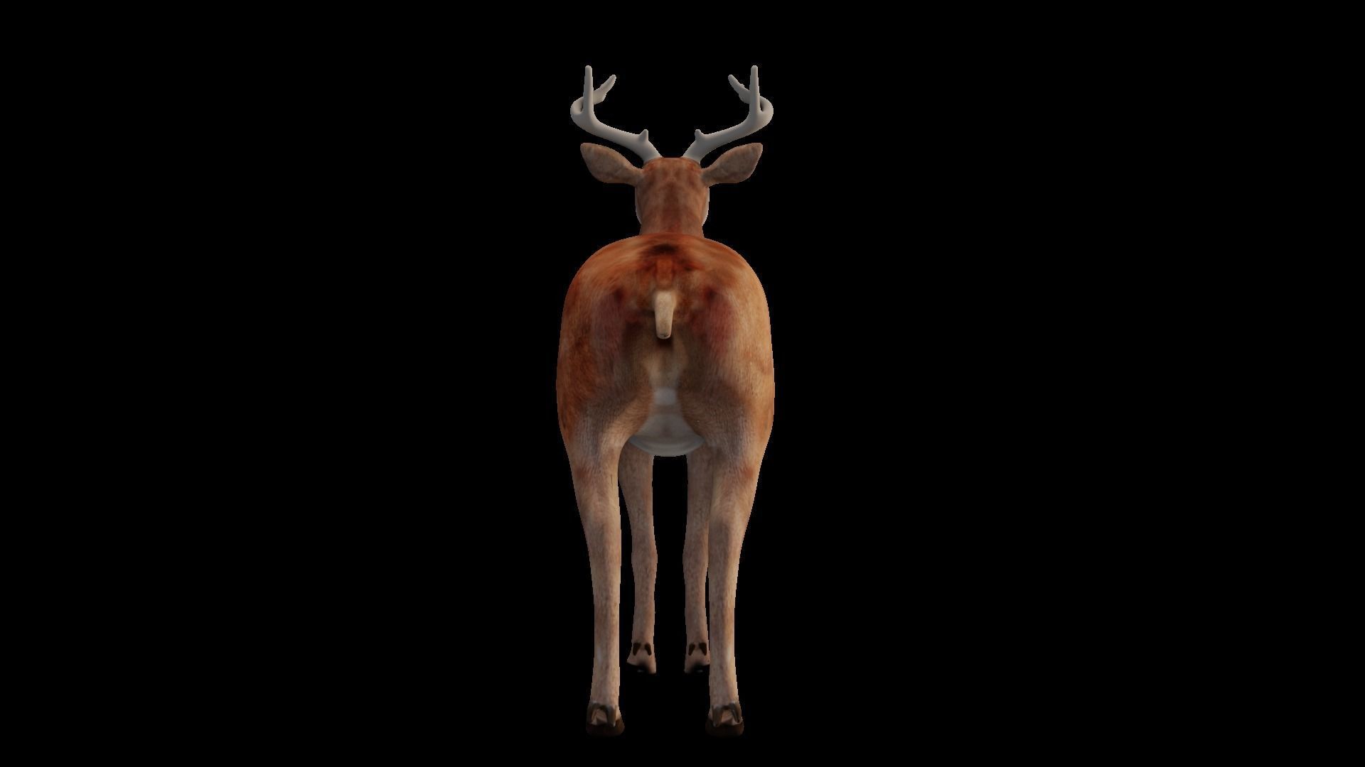 INDIAN DEER Low-poly 3D model_3