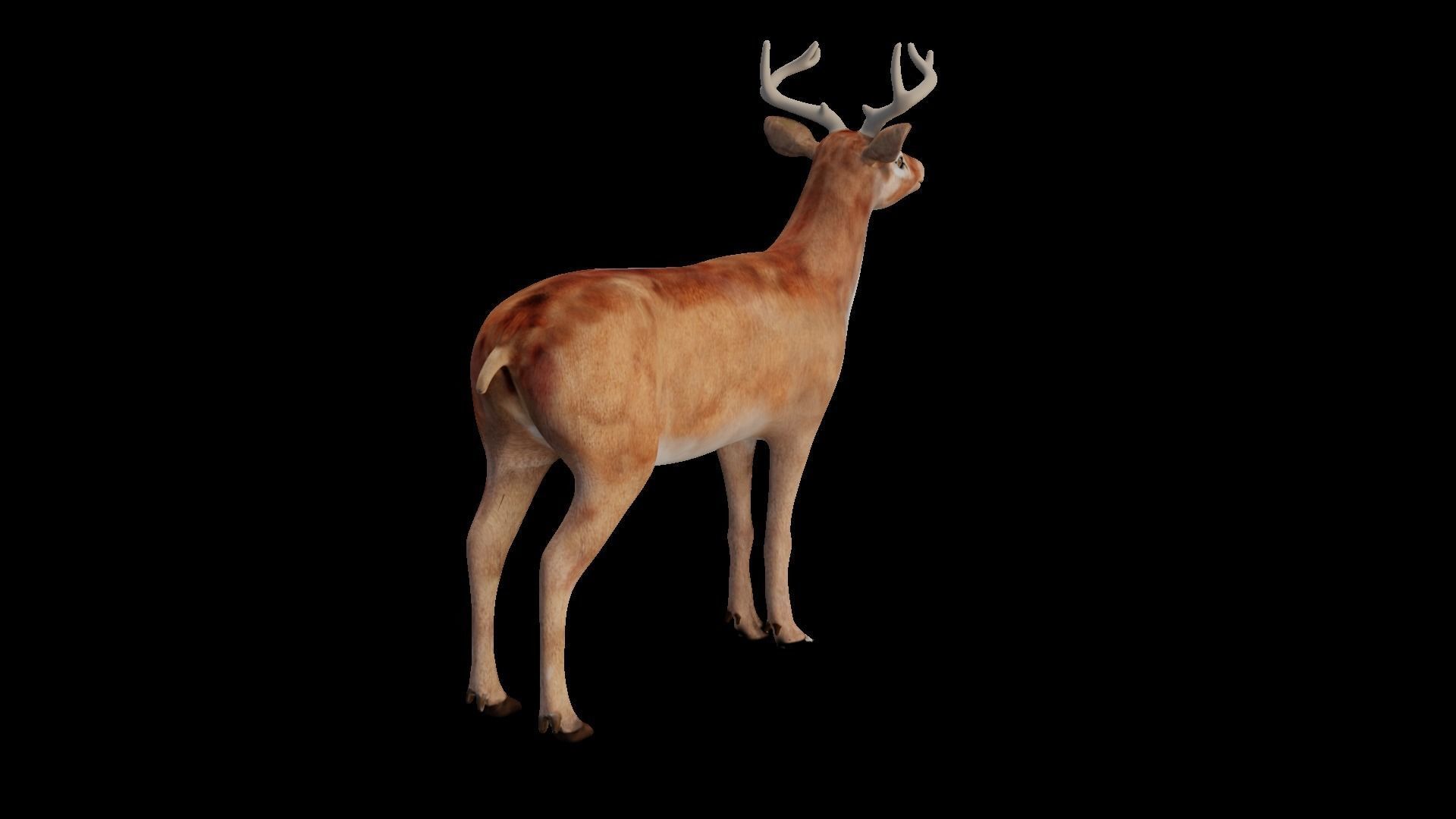 INDIAN DEER Low-poly 3D model_1