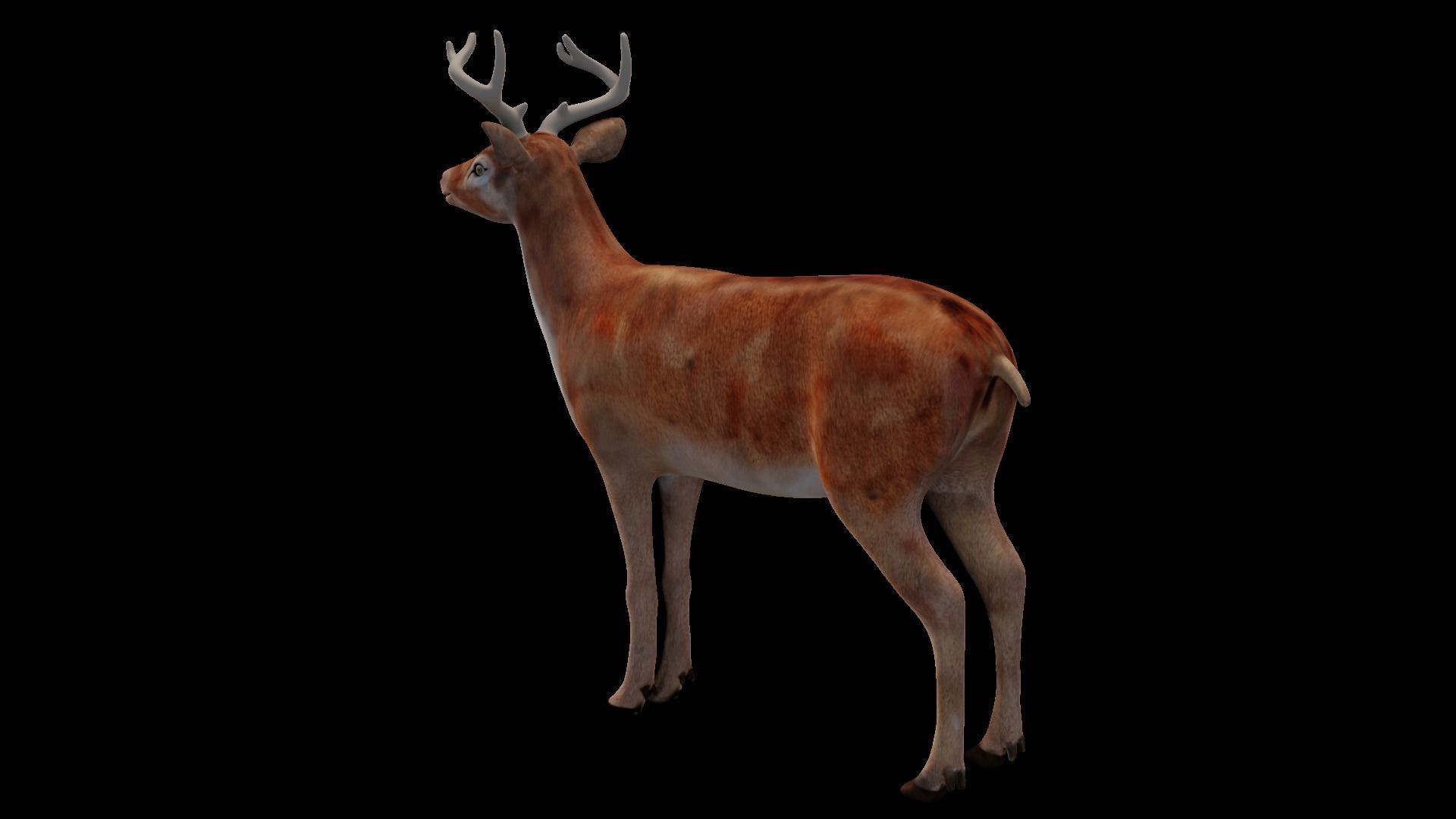 INDIAN DEER Low-poly 3D model_2