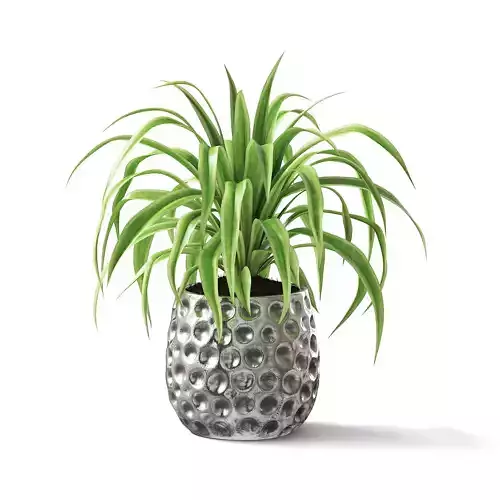 Spider Plant II