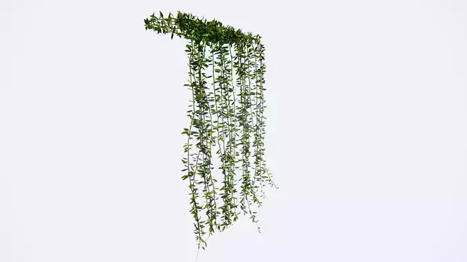 li kuan yu lee kwan yew 3d model plant Vernonia elliptica