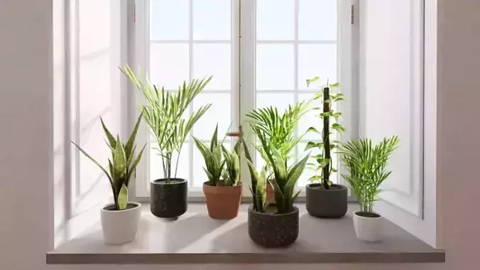 Shapespark low poly interior plants kit - Free low-poly 3D model