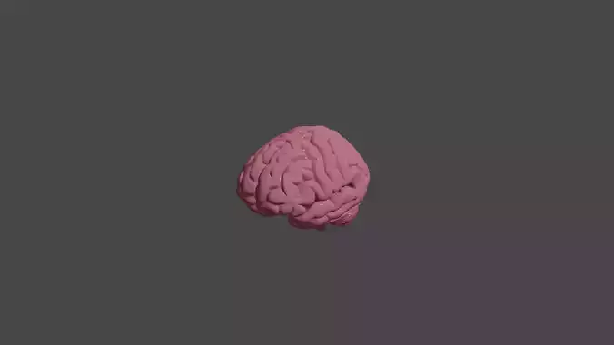 Brain human blender free med poly Free 3D model