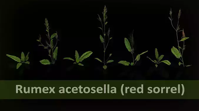 Rumex acetosella