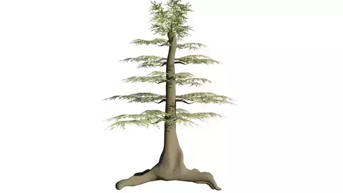 One Oak Tree and One Willow Tree