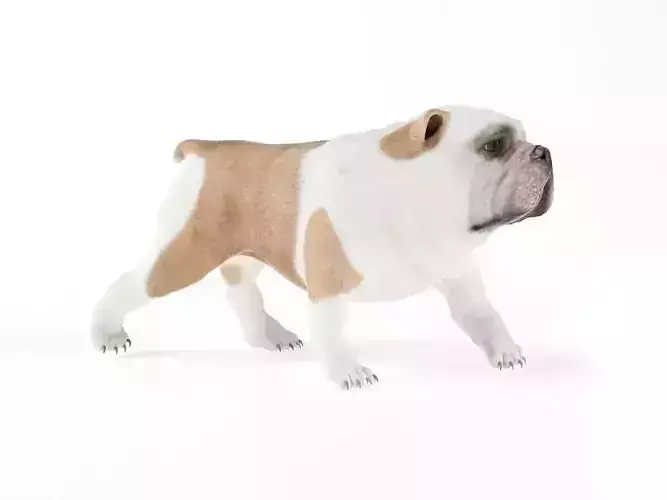 English Bulldog