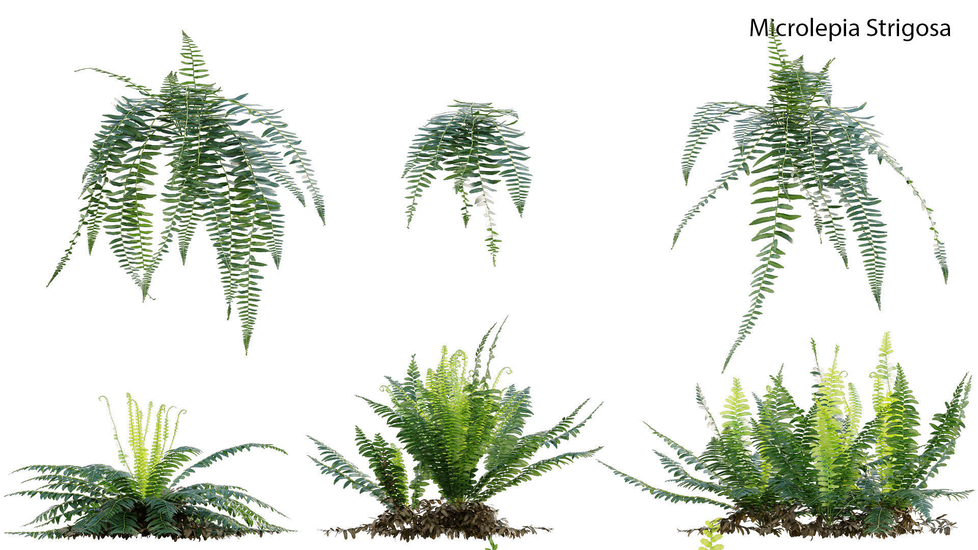 Bundle 21  Vertical garden 3D model_15