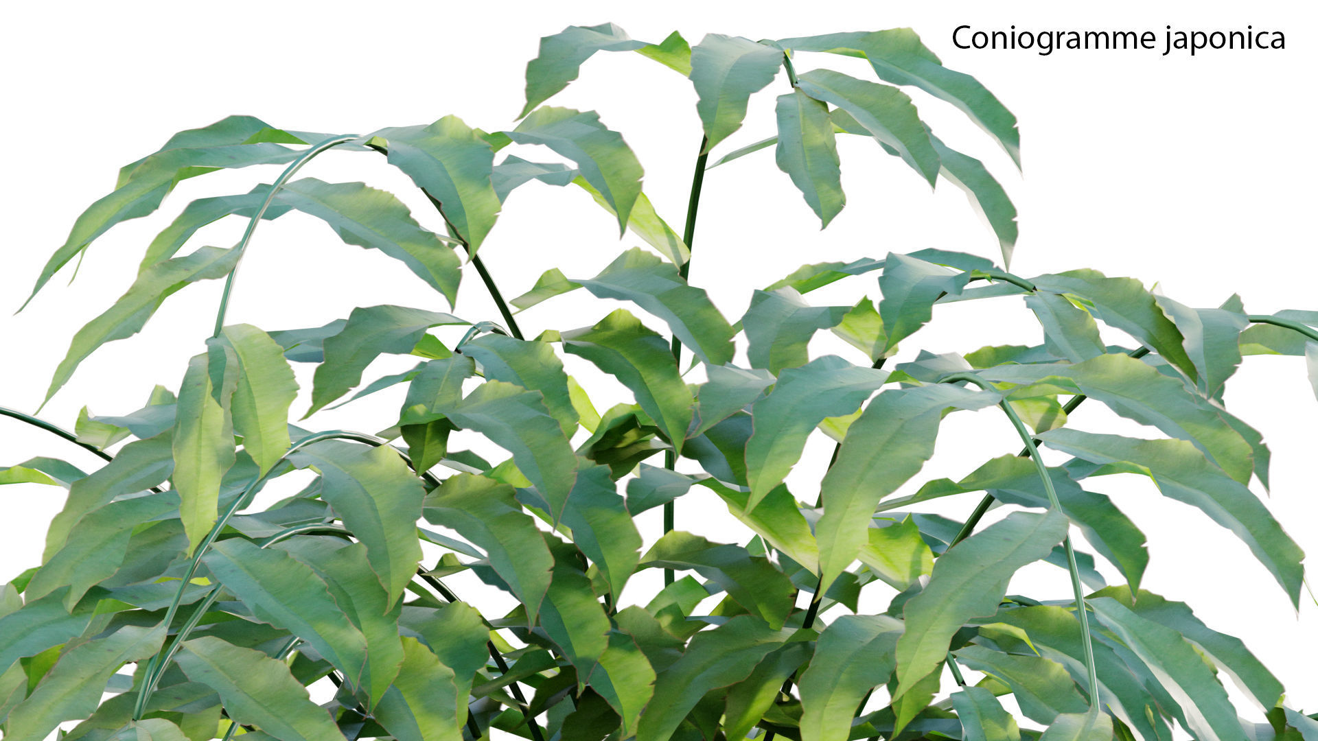 Bundle 21  Vertical garden 3D model_37