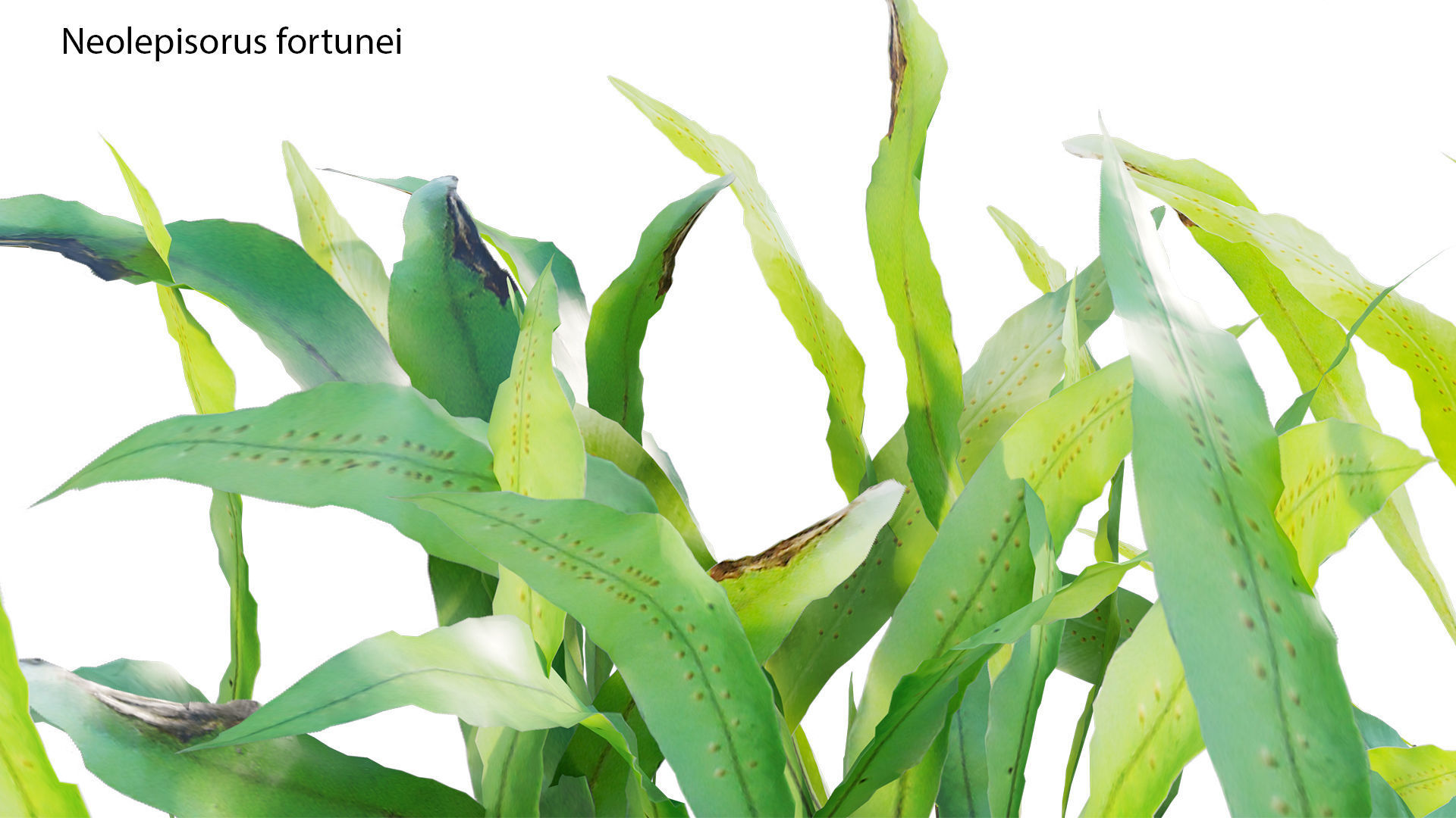 Bundle 21  Vertical garden 3D model_23