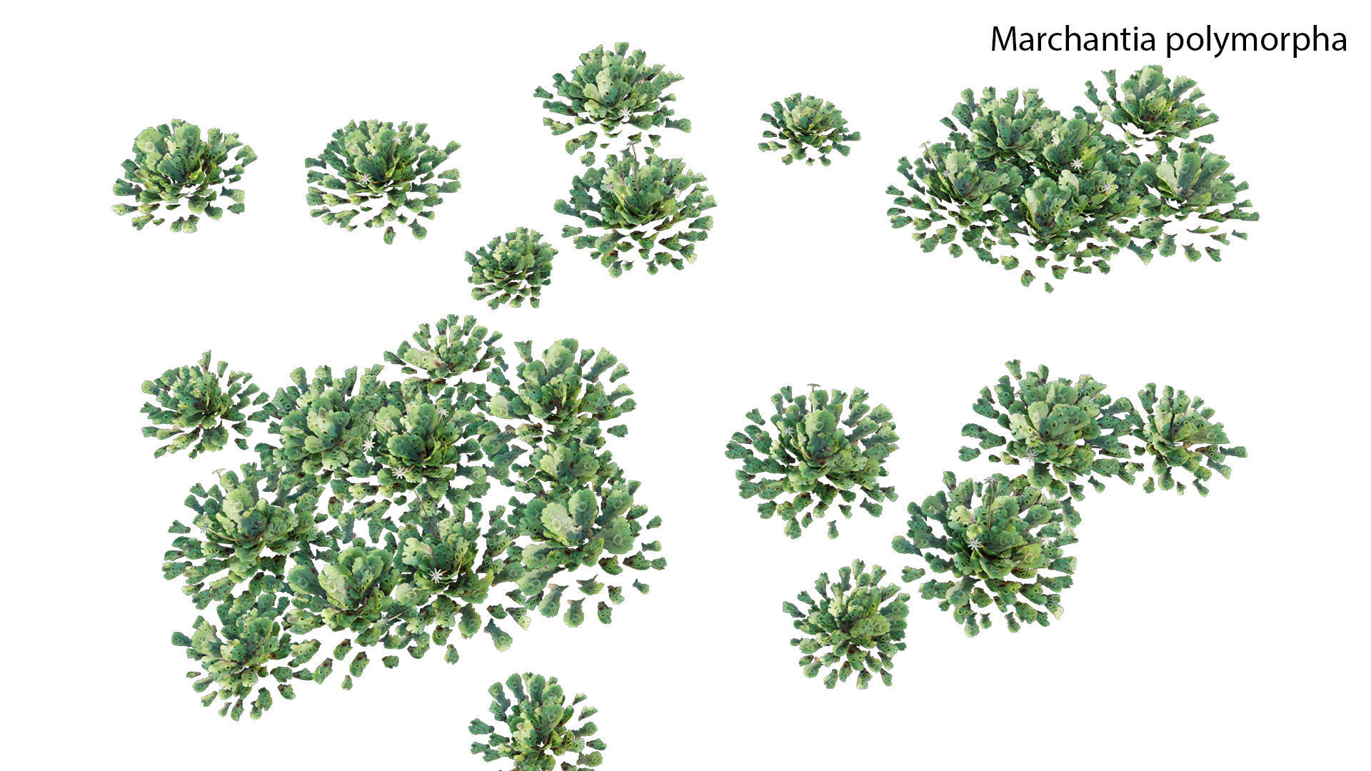 Bundle 21  Vertical garden 3D model_12