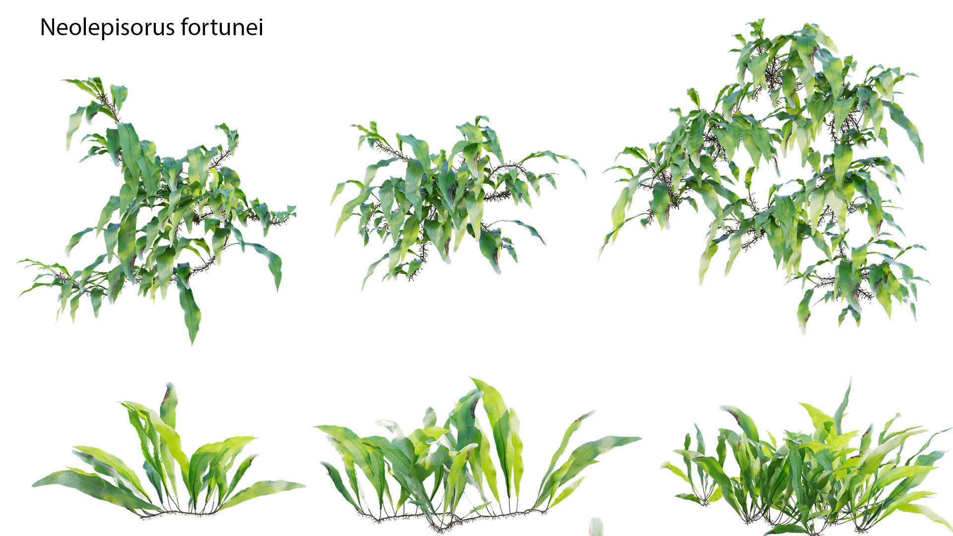Bundle 21  Vertical garden 3D model_21