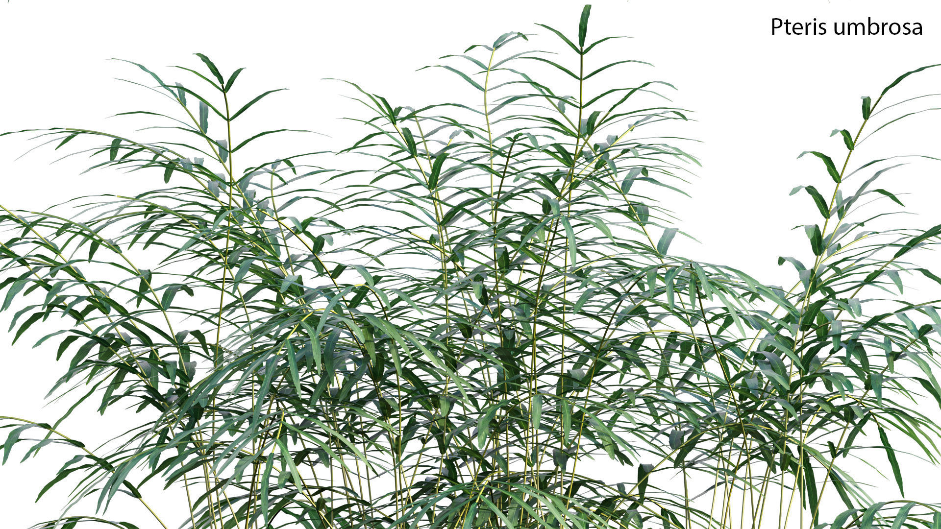 Bundle 21  Vertical garden 3D model_28