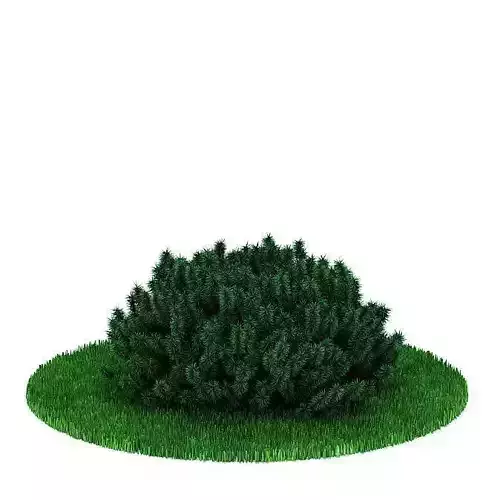 Green Bush Plant