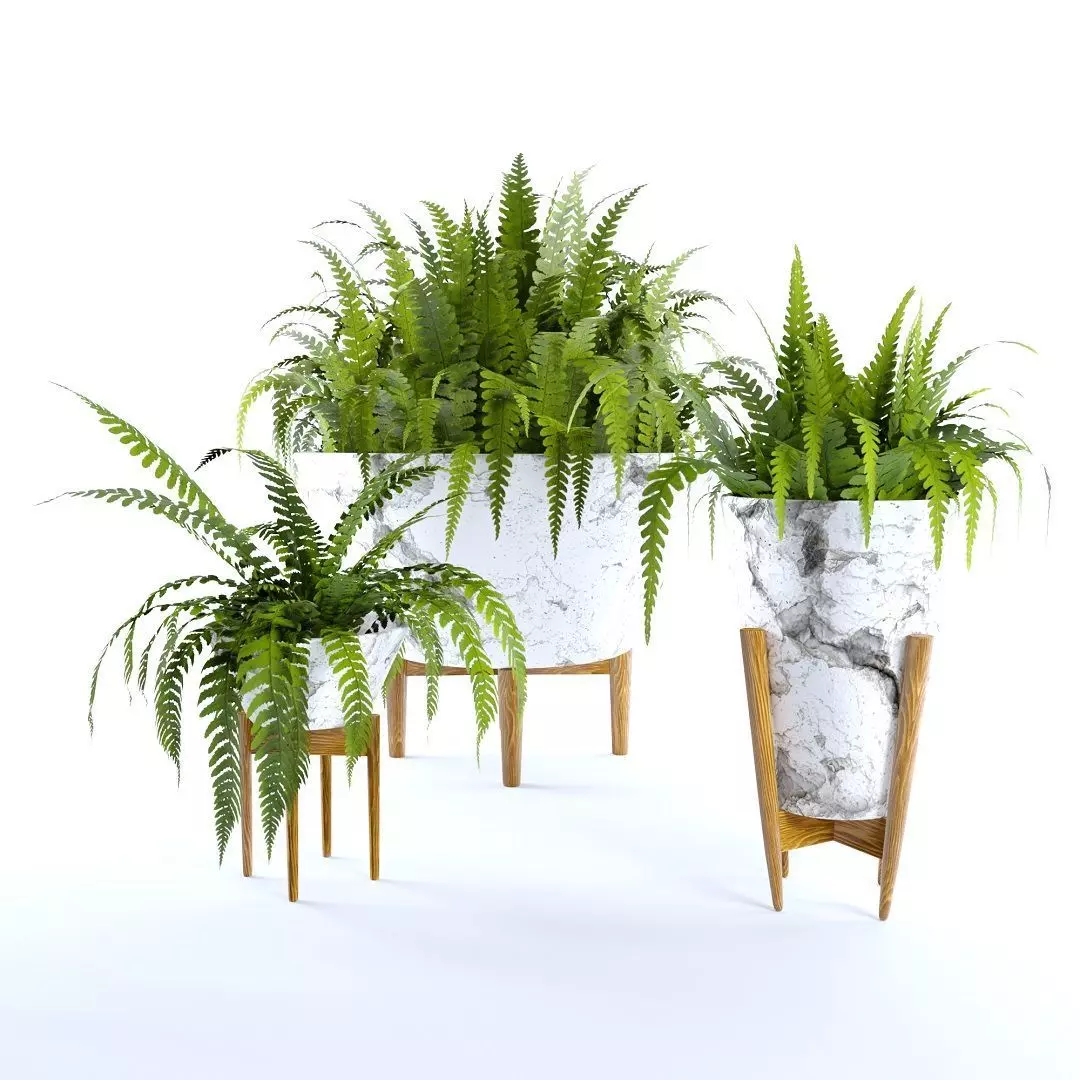fern plan 3D model