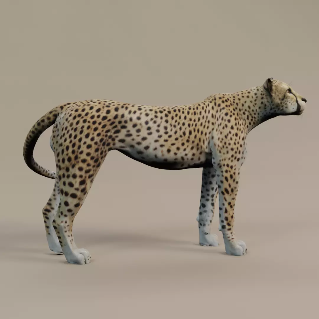 Cheetah Low-poly 3D model