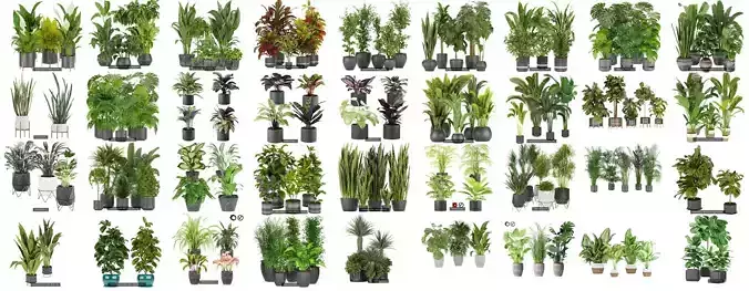 Collection plant indoor vol 1- 150 pot plant