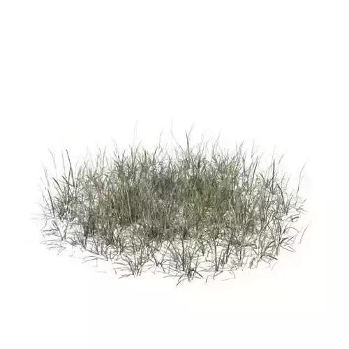 Long Dry Grass 3D model