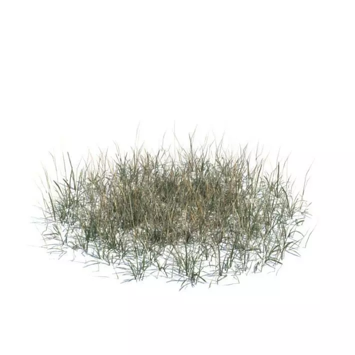 Long Dry Grass 3D model_0