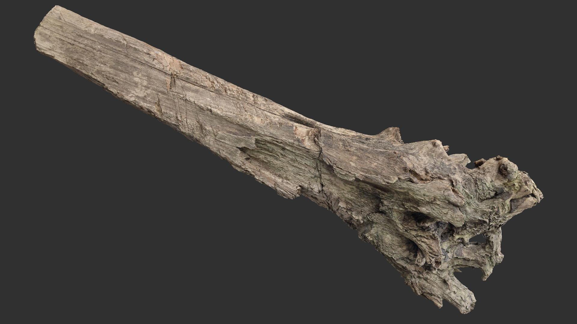 Tree trunk 3d scan 3D model_20