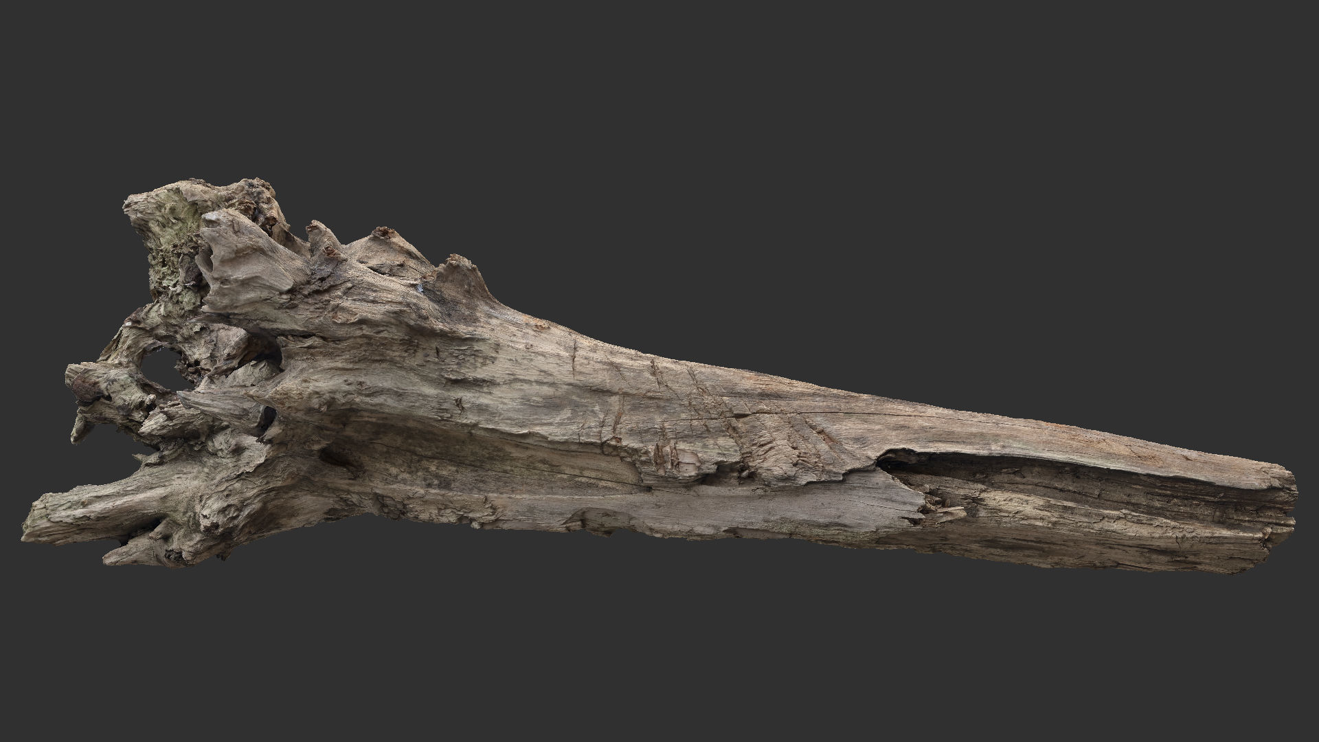 Tree trunk 3d scan 3D model_15