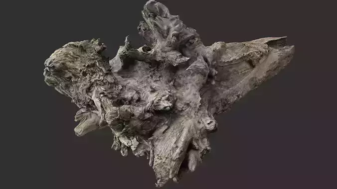 Tree trunk 3d scan