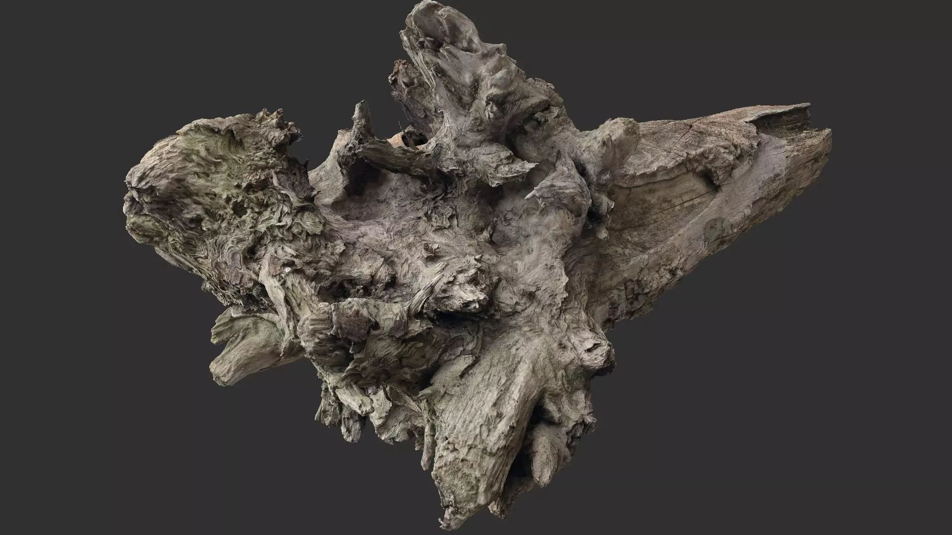 Tree trunk 3d scan 3D model_0