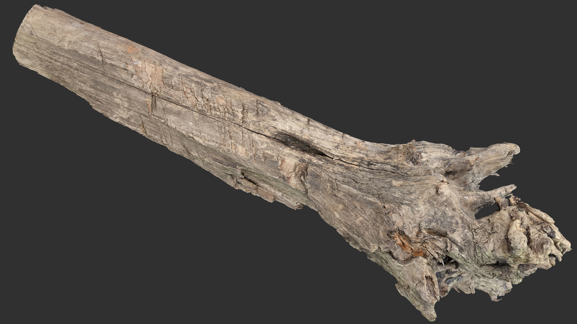 Tree trunk 3d scan 3D model_3