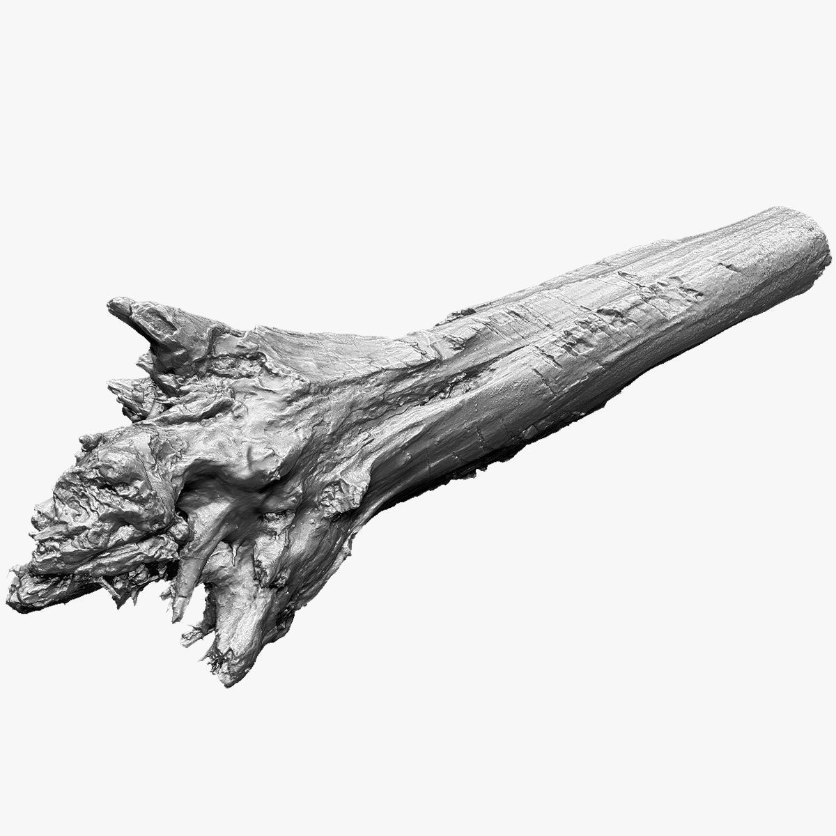 Tree trunk 3d scan 3D model_8