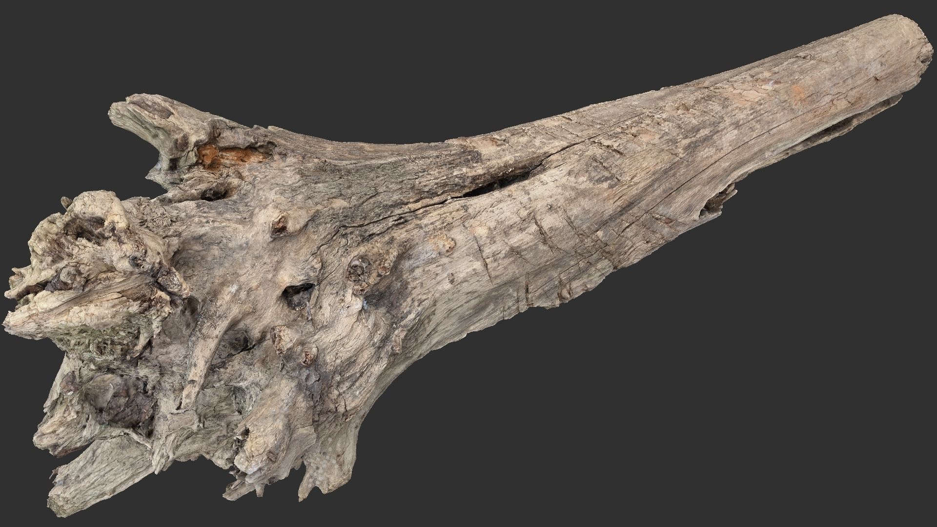 Tree trunk 3d scan 3D model_5
