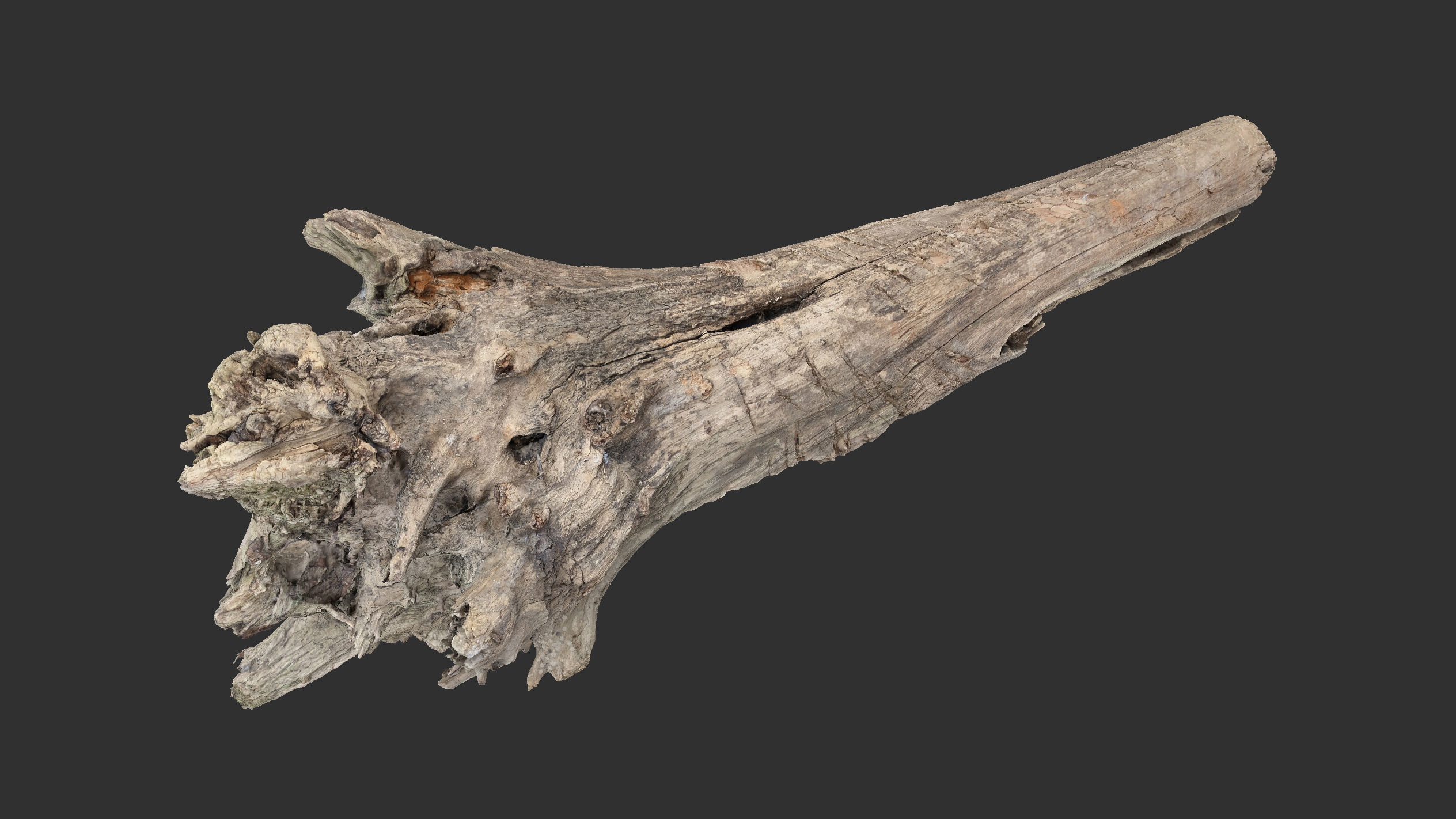 Tree trunk 3d scan 3D model_1