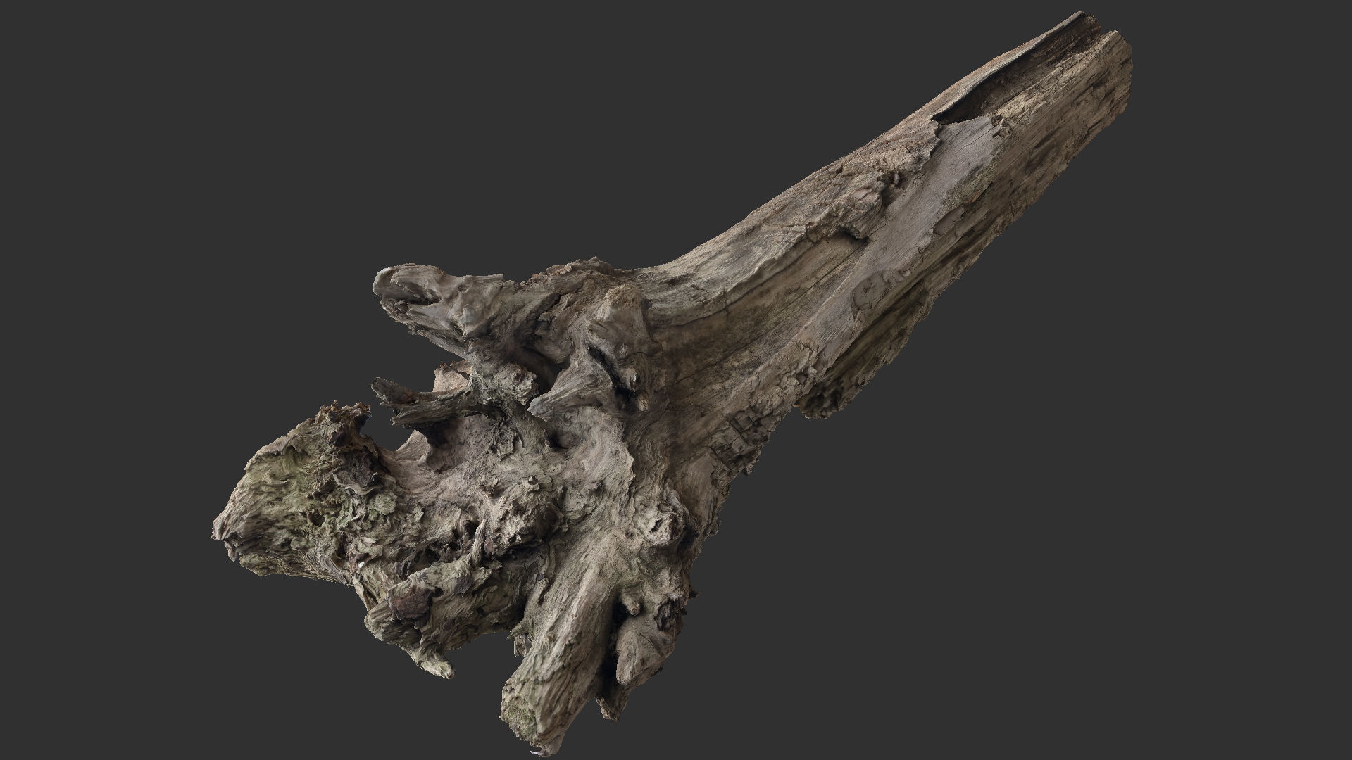 Tree trunk 3d scan 3D model_19