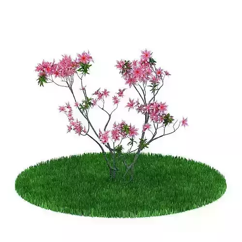 Shrub With Pink Flowers