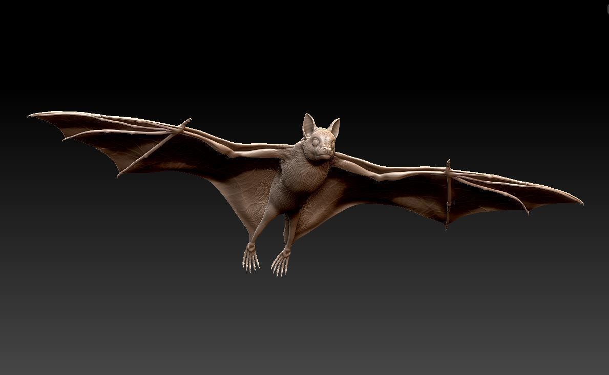 Bat flying fox 3D print model_1