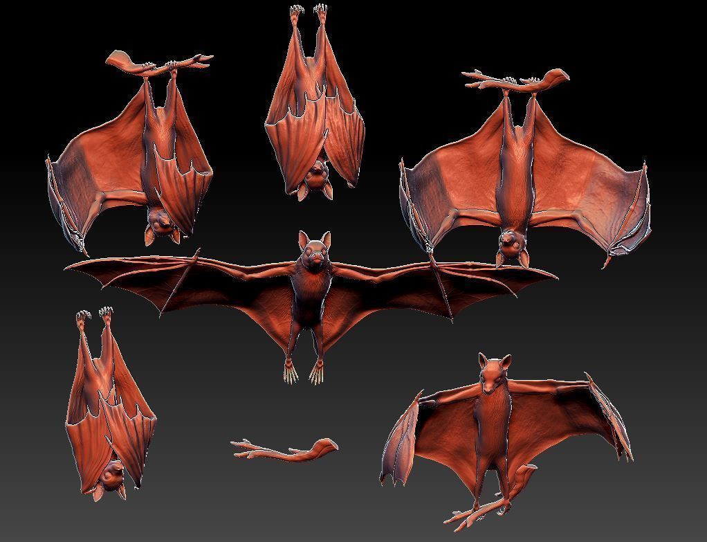Bat flying fox 3D print model_9