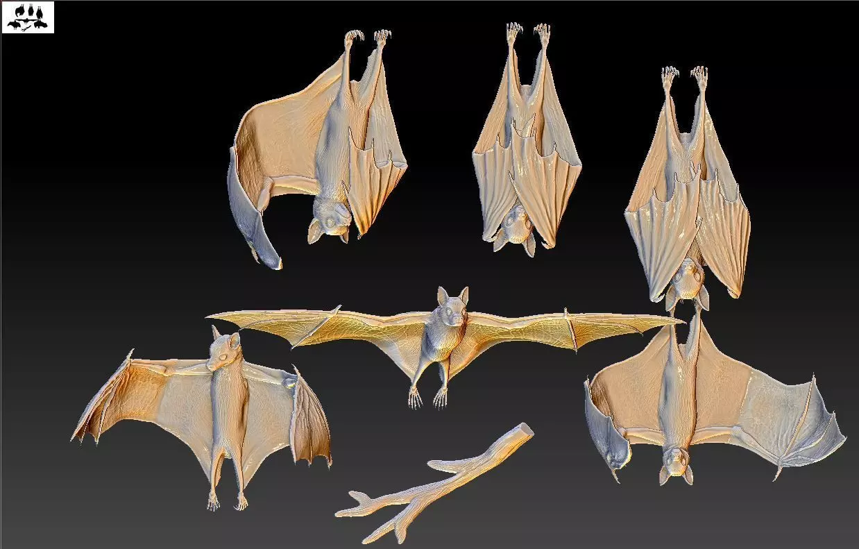 Bat flying fox 3D print model_0