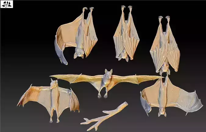 Bat flying fox  3D print model