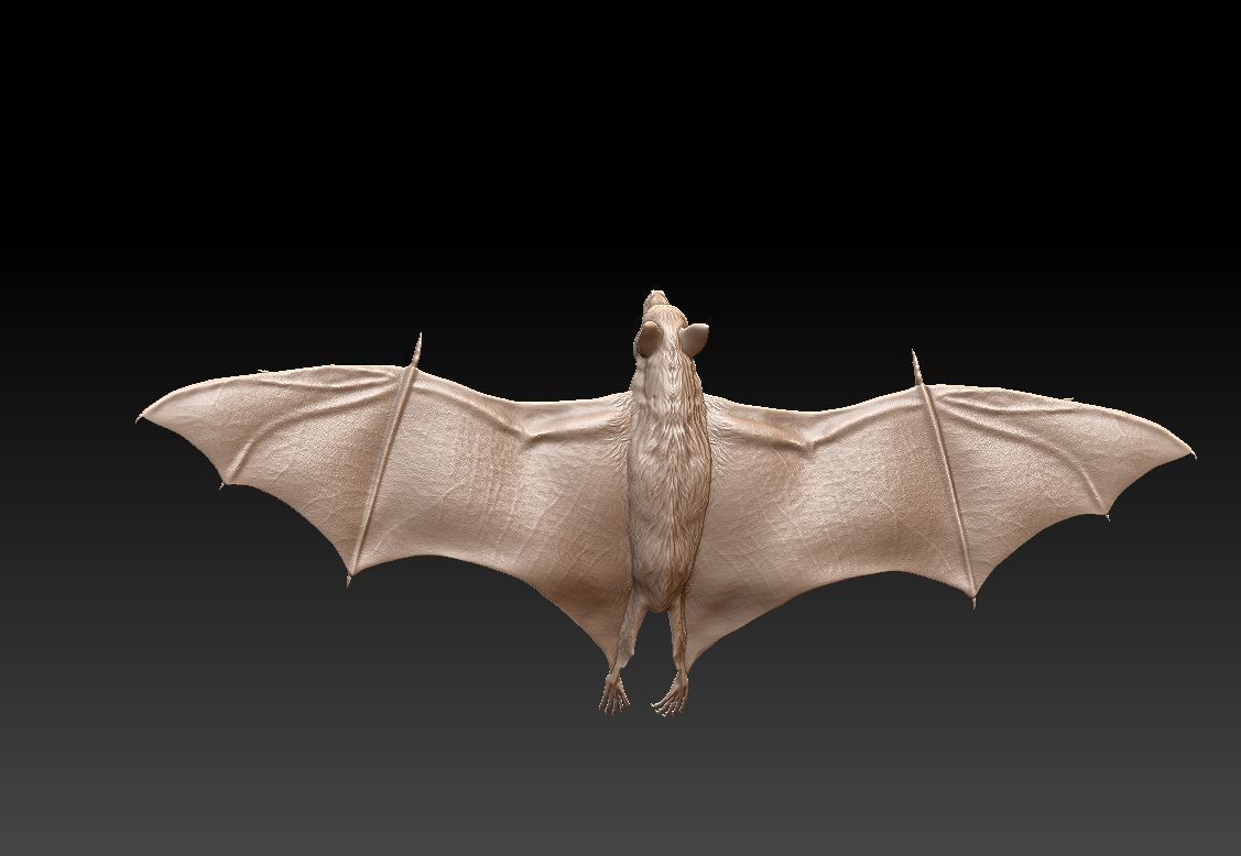 Bat flying fox 3D print model_3