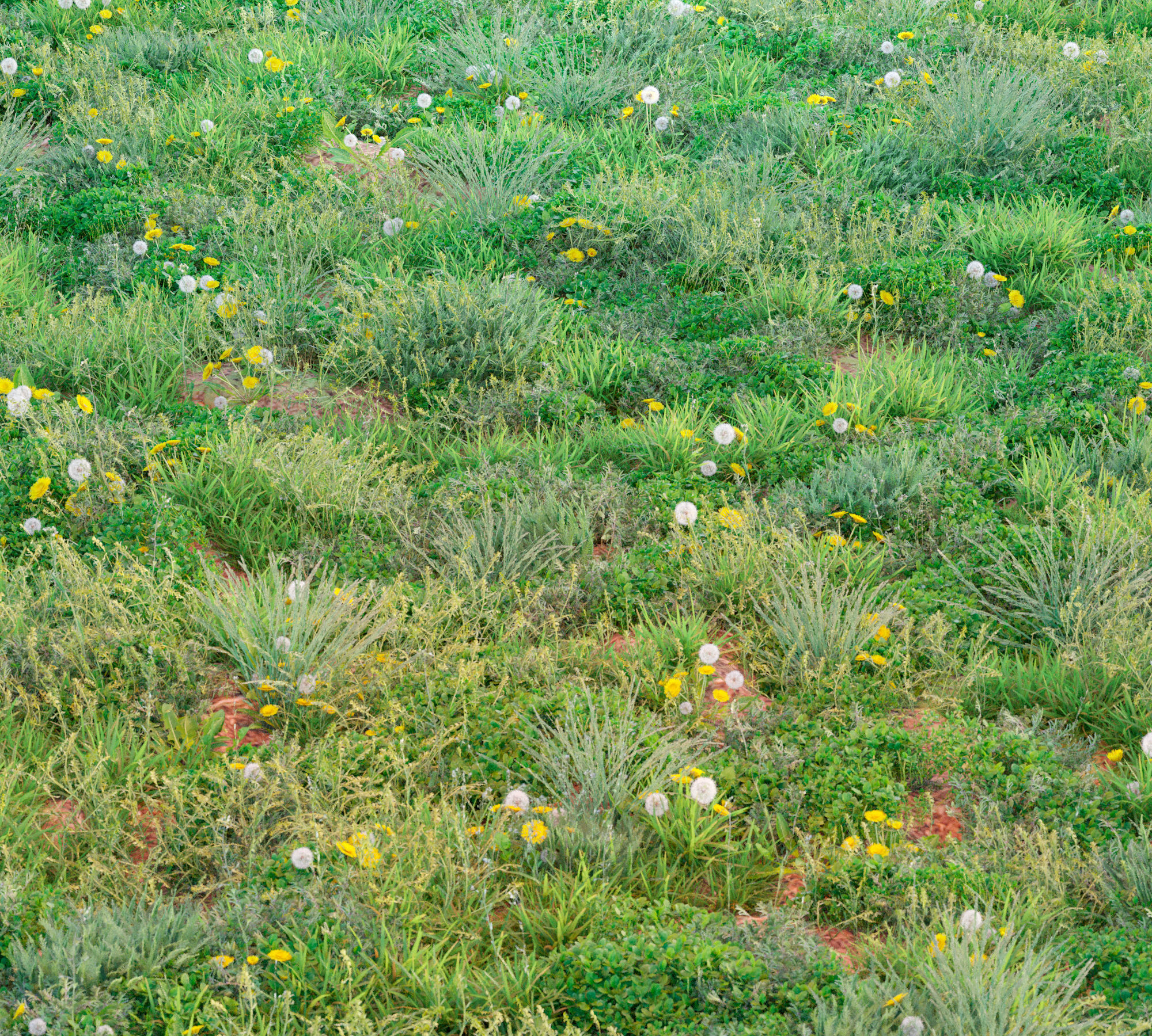 Set Spring summer of grass Low-poly 3D model_1