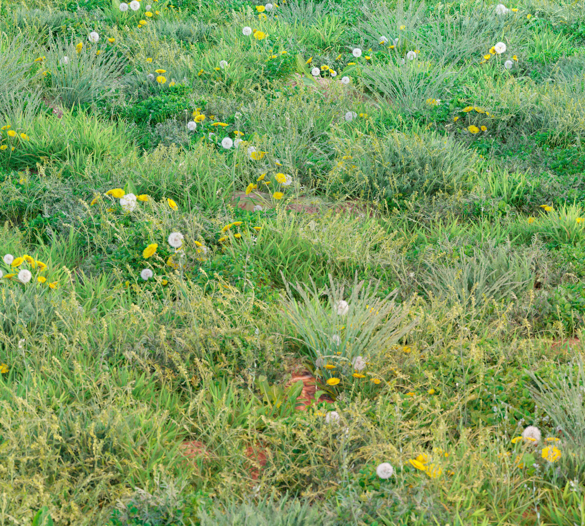 Set Spring summer of grass Low-poly 3D model_2