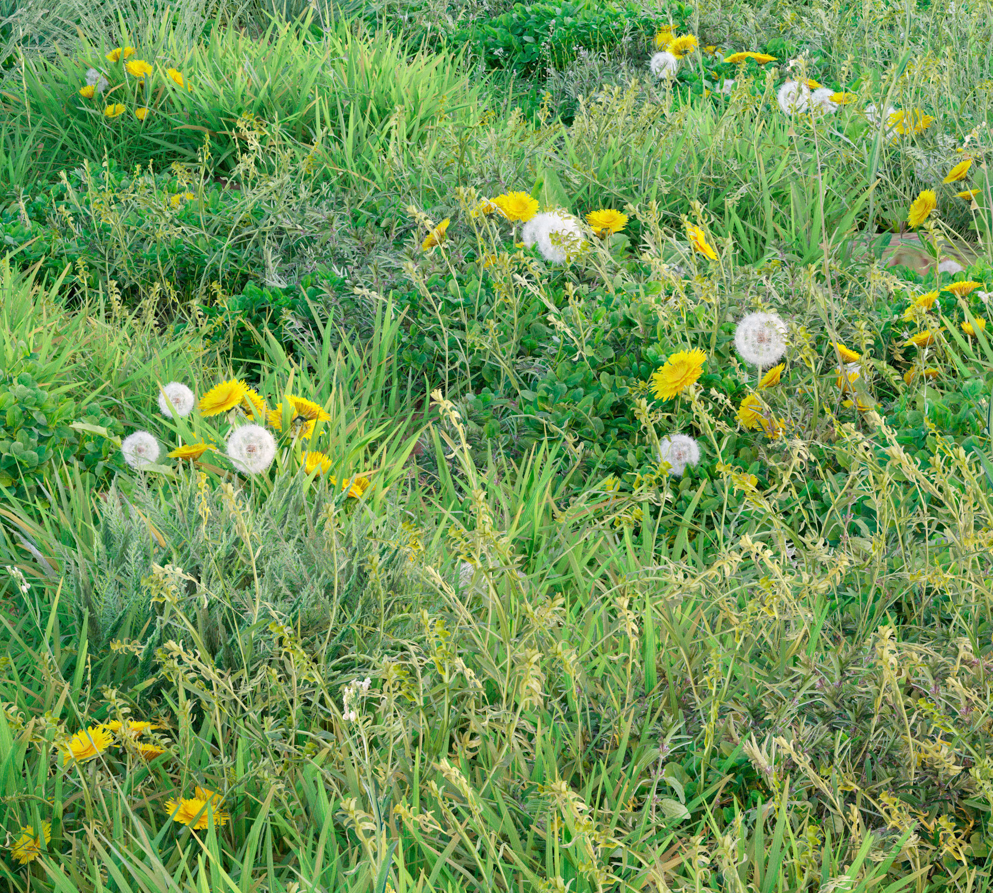 Set Spring summer of grass Low-poly 3D model_3