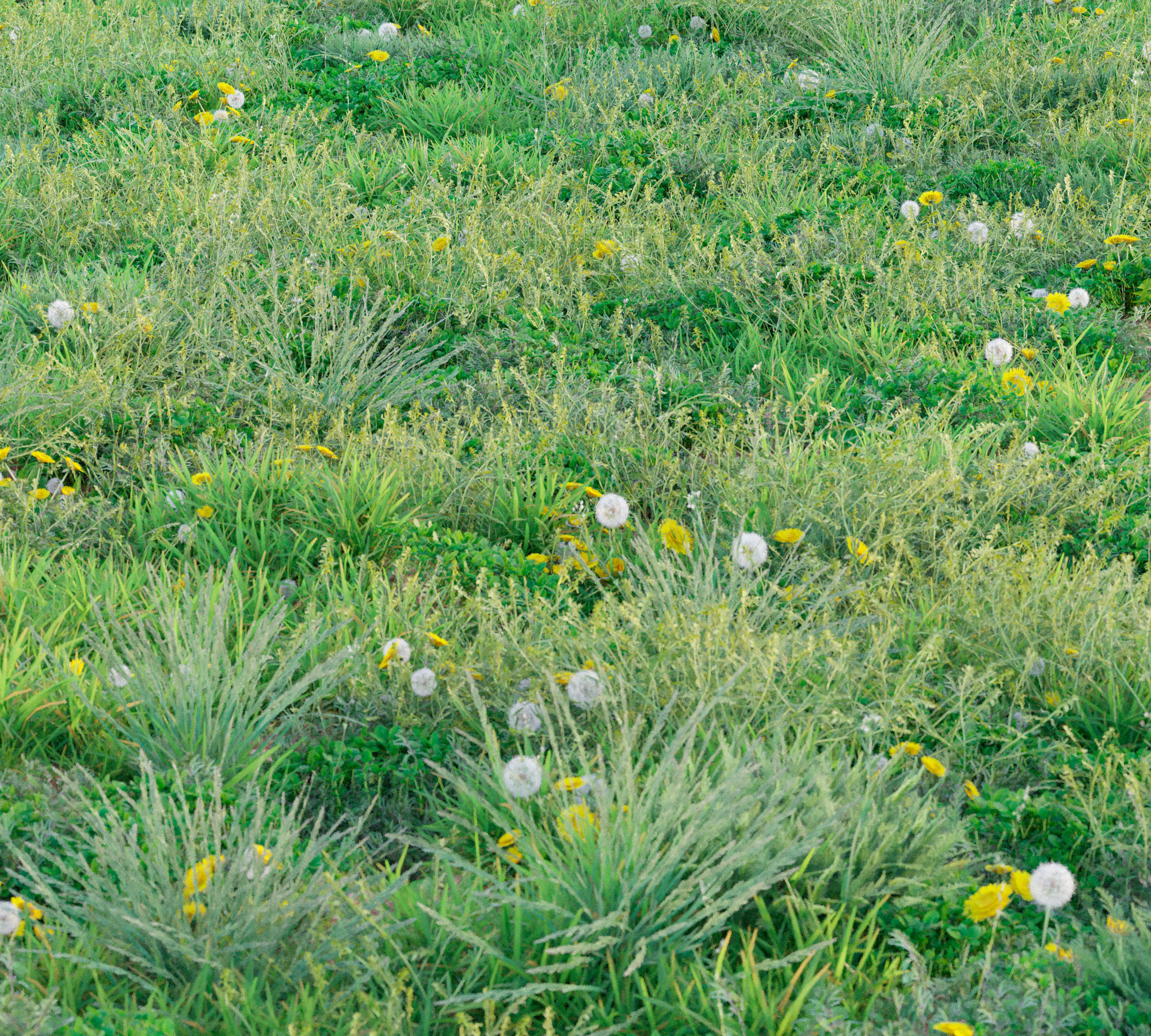 Set Spring summer of grass Low-poly 3D model_4