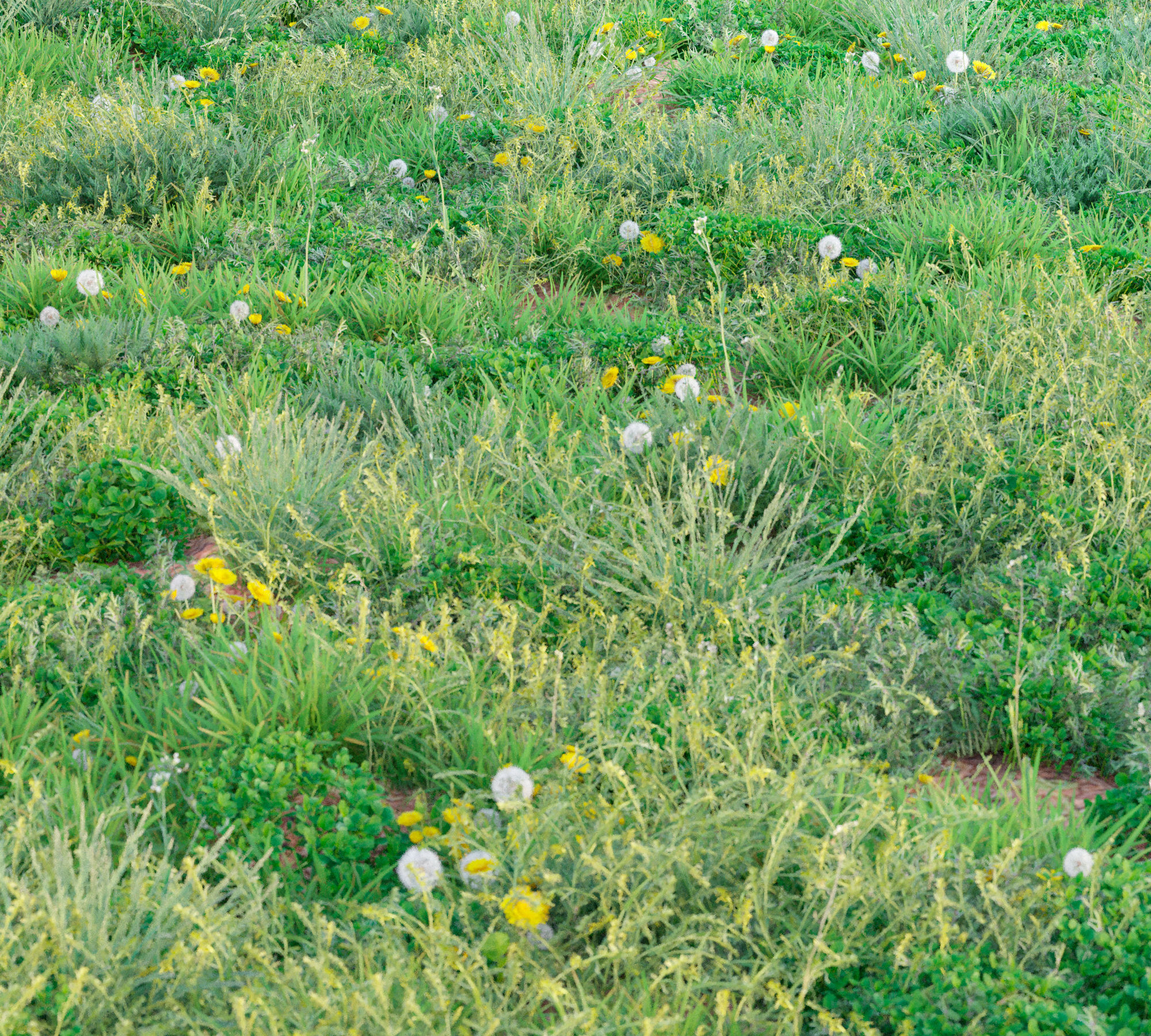 Set Spring summer of grass Low-poly 3D model_5