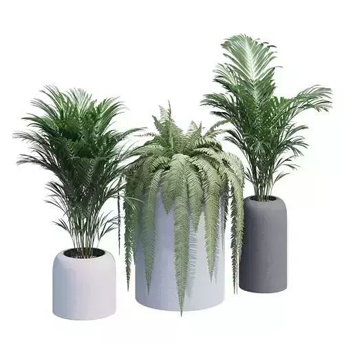 Havalo three potted plants 3D model