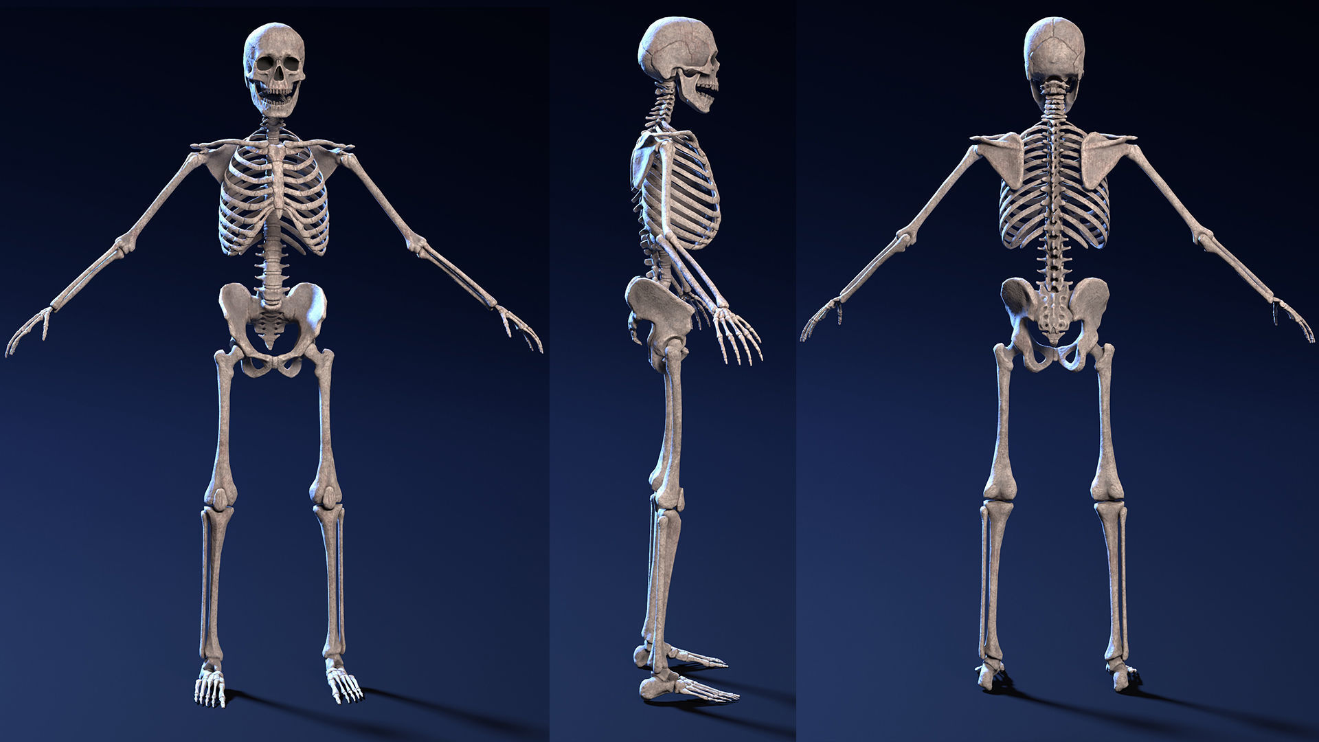 Skeleton Warrior - Game Ready Low-poly 3D model_5