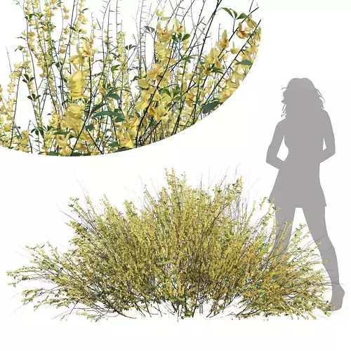 New Plant High detail Cytisus scoparius Medium 3D model