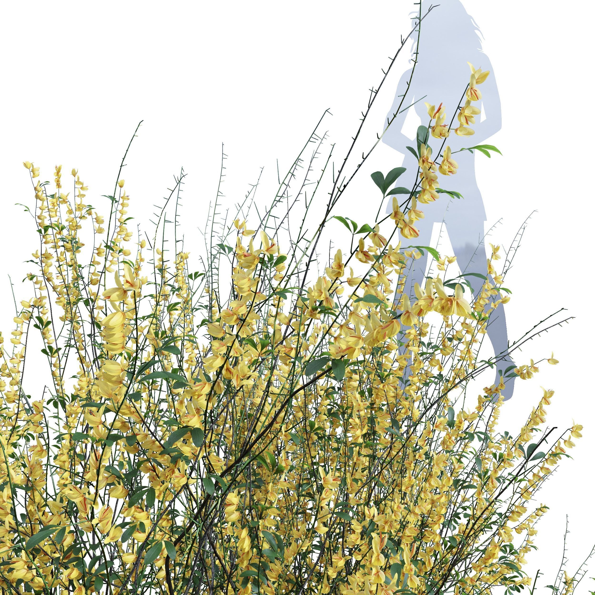 New Plant High detail Cytisus scoparius Medium 3D model_1