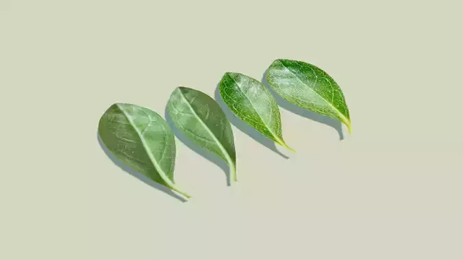 Leafs of Rhododendron indicum Bonsai Tree 3D model